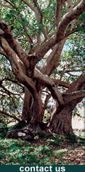 Tigrai